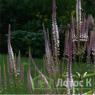 Вероникаструм виргинский 'Roseum' (Veronicastrum virg. 'Roseum')