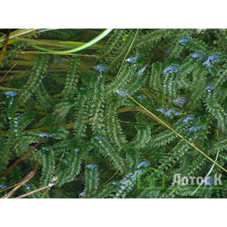 Элодея канадская (Elodea canadensis)