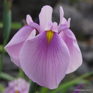 Ирис гладкий 'Rose Queen' (Iris laevigata 'Rose Queen')
