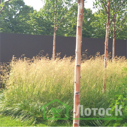 Щучник дернистий 'Goldschleier' (Deschampsia cesp. 'Goldschleier')
