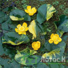 Глечики малі  'Variegata' (Nuphar pumila 'Variegata')