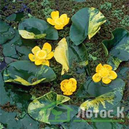 Глечики малі  'Variegata' (Nuphar pumila 'Variegata')