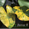 Глечики малі  'Variegata' (Nuphar pumila 'Variegata')