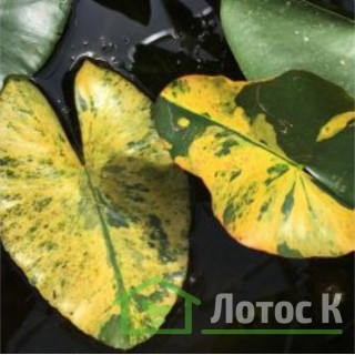 Глечики малі  'Variegata' (Nuphar pumila 'Variegata')