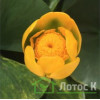 Глечики малі  'Variegata' (Nuphar pumila 'Variegata')