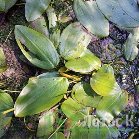Рдест плаваючий (Potamogeton natans)