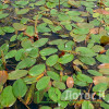 Рдест плаваючий (Potamogeton natans)