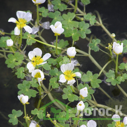 Жовтець водний (Ranunculus aquatilis)