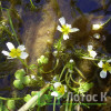 Жовтець водний (Ranunculus aquatilis)