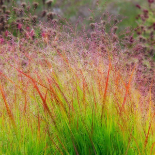 Просо прутевидне 'Rehbraun' (Panicum virgatum 'Rehbraun')