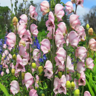 Аконіт 'Rubellum' (Aconitum napellus 'Rubellum')