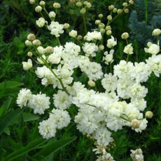 Лабазник обыкновенный 'Plena' (Filipendula vulgaris 'Plena')