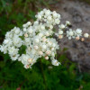 Лабазник обыкновенный 'Plena' (Filipendula vulgaris 'Plena')
