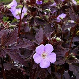 Герань пятнистая 'Elisabeth Ann' (Geranium macul 'Elisabeth Ann')