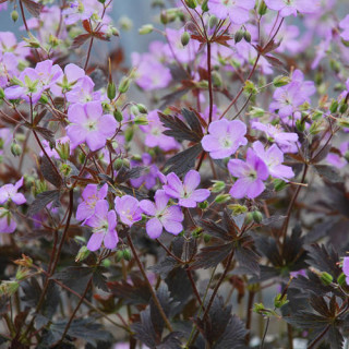 Герань пятнистая 'Elisabeth Ann' (Geranium macul 'Elisabeth Ann')