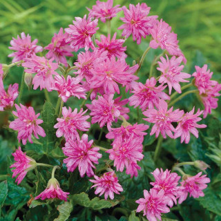 Герань оксфордская 'Southcombe double' (Geranium ox. 'Southcombe Double')