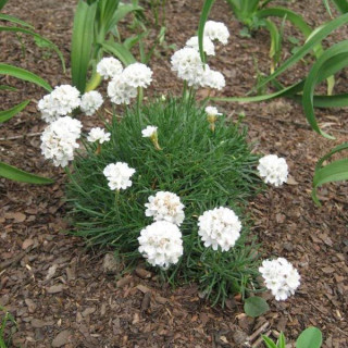 Армерія 'Alba' (Armeria jun. 'Alba')