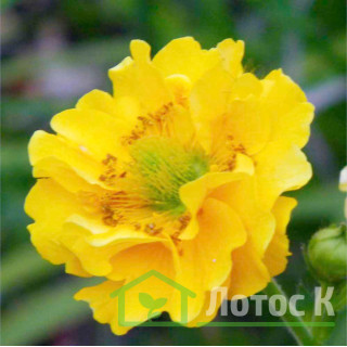 Гребінник 'Lady Stratheden' (Geum chiloense 'Lady Stratheden')