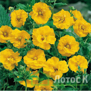 Гребінник 'Lady Stratheden' (Geum chiloense 'Lady Stratheden')