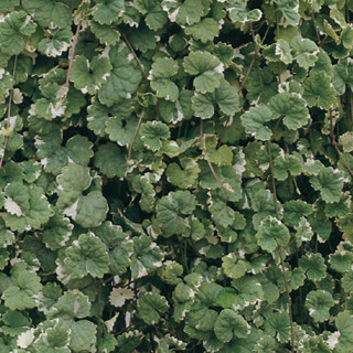 Будра плющевидная 'Variegata' (Glechoma hederacea 'Variegata')