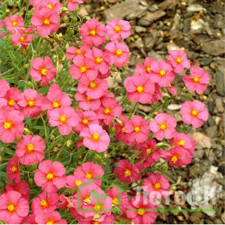 Сонцесвіт 'Ben Hope' (Helianthemum 'Ben Hope')