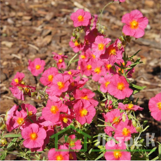 Сонцесвіт 'Ben Hope' (Helianthemum 'Ben Hope')