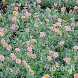 Сонцецвіт 'Wisley Pink' (Helianthemum 'Wisley Pink')