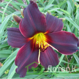 Лилейник 'American revolution' ( Hemerocallis 'American Revolution')