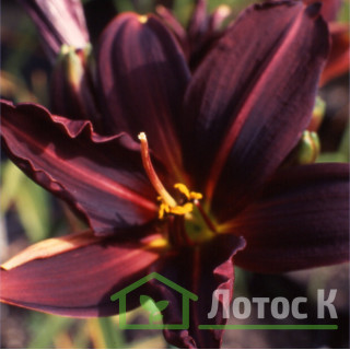 Лилейник 'American revolution' ( Hemerocallis 'American Revolution')
