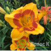 Лилейник 'Blackberry Sherbert' (Hemerocallis  'Blackberry Sherbert')