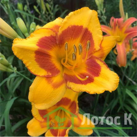 Лилейник 'Blackberry Sherbert' (Hemerocallis  'Blackberry Sherbert')