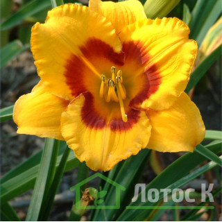 Лилейник 'Blackberry Sherbert' (Hemerocallis  'Blackberry Sherbert')