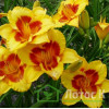 Лилейник 'Blackberry Sherbert' (Hemerocallis  'Blackberry Sherbert')