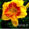 Лилейник 'Blackberry Sherbert' (Hemerocallis  'Blackberry Sherbert')