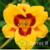 Лилейник 'Blackberry Sherbert' (Hemerocallis  'Blackberry Sherbert')