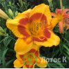 Лилейник 'Blackberry Sherbert' (Hemerocallis  'Blackberry Sherbert')