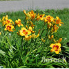 Лилейник 'Blackberry Sherbert' (Hemerocallis  'Blackberry Sherbert')