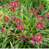 Лилейник гибридный 'Pardon Me' (Hemerocallis 'Pardon Me')