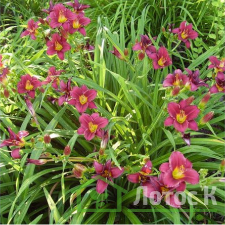 Лилейник гибридный 'Pardon Me' (Hemerocallis 'Pardon Me')