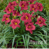 Лилейник гибридный 'Pardon Me' (Hemerocallis 'Pardon Me')
