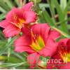 Лилейник гибридный 'Pardon Me' (Hemerocallis 'Pardon Me')