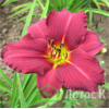 Лилейник гибридный 'Pardon Me' (Hemerocallis 'Pardon Me')