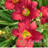 Лилейник гибридный 'Pardon Me' (Hemerocallis 'Pardon Me')