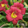 Лилейник гибридный 'Pardon Me' (Hemerocallis 'Pardon Me')