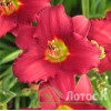 Лилейник гибридный 'Pardon Me' (Hemerocallis 'Pardon Me')