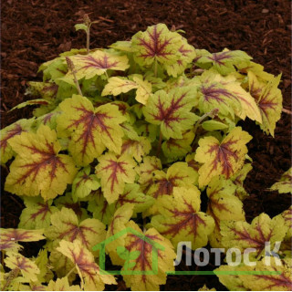 Гейхерелла 'Stoplight' (Heucherella 'Stoplight')