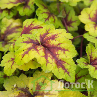 Гейхерелла 'Stoplight' (Heucherella 'Stoplight')