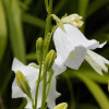 Дзвоник персиколистий  'Alba' (Campanula pers. 'Alba')