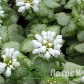 Яснотка 'White Nancy' (Lamium mac. 'White Nancy')