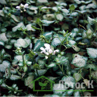 Яснотка 'White Nancy' (Lamium mac. 'White Nancy')